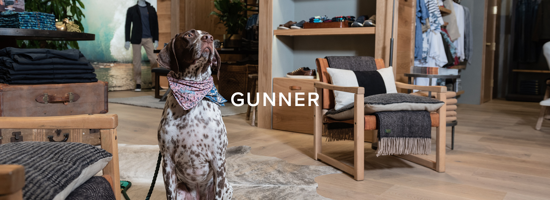Gunner, Travels Of The Fashion Pointer | Gunn News | Rodd & Gunn